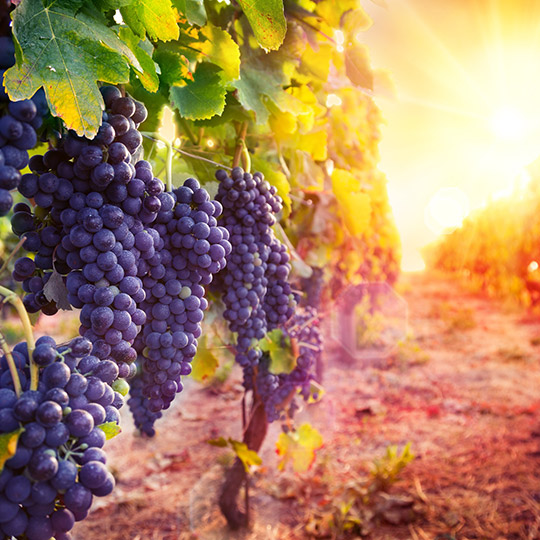 Vineyard at sunset