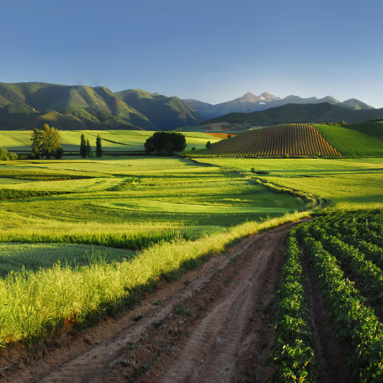 Paisaje de viñedos en La Rioja