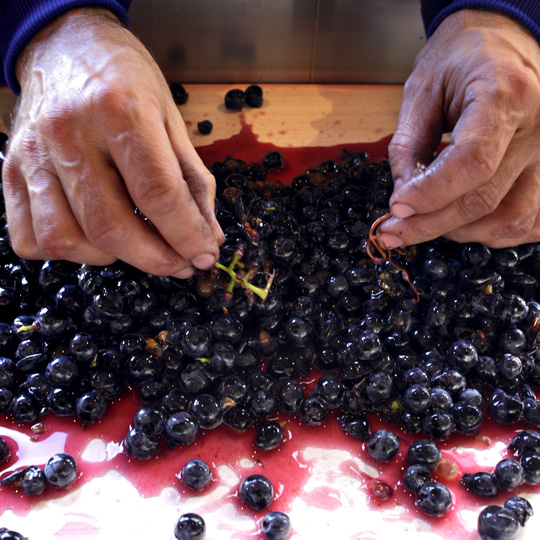 Selección de uvas