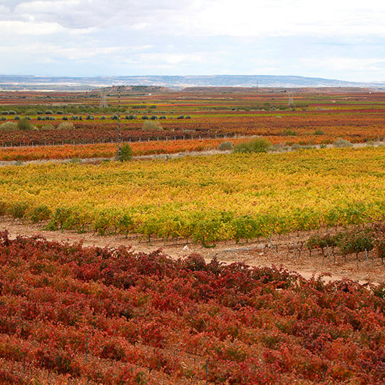 Vigneti di Alfaro, La Rioja