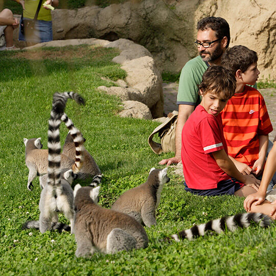 Lémures en Bioparc Valencia