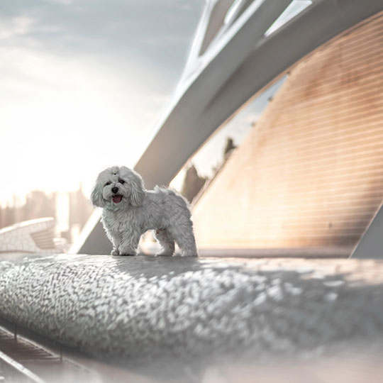 Hund in der Ciudad de las Artes y las Ciencias de Valencia, Region Valencia