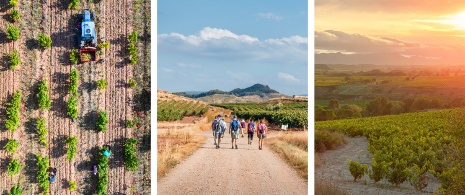  Esquerda: Colheita de uva / Meio: Peregrinos entre vinhedos / Direita: Entardecer nos vinhedos de La Rioja