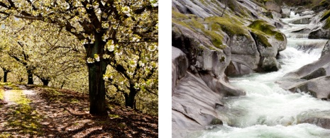 Cerezos en flor y Garganta de los Infiernos en el Valle del Jerte