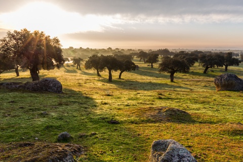 Atardecer en la dehesa extremeña