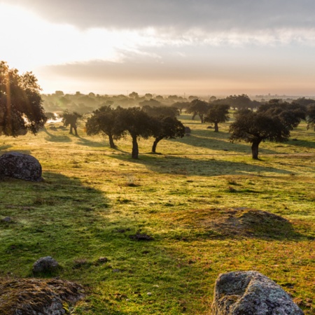 Coucher de soleil dans les pâturages d’Estrémadure