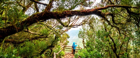 Nationalpark Garajonay, La Gomera