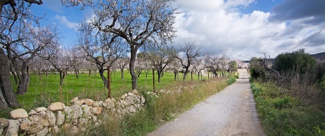 Almendros en flor en Mallorca