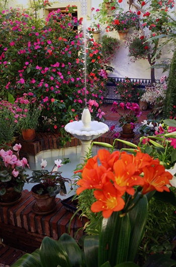 Festival des patios de Cordoue