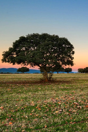 Parque Nacional de Cabañeros