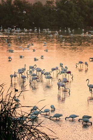 Alagadiços no Parque Nacional de Doñana