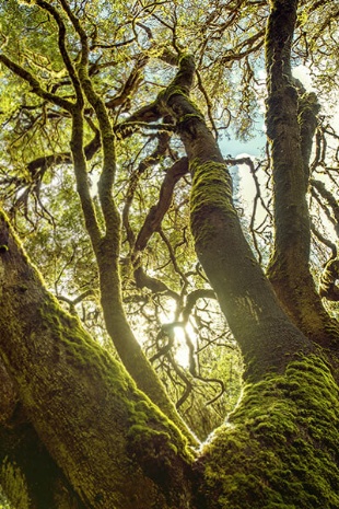 Nationalpark Garajonay, La Gomera