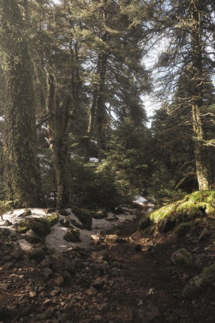 Bosco di abeti di Spagna nel Parco nazionale Sierra de las Nieves, Malaga