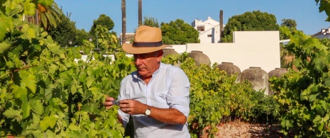 Farmer tending to the vines in the area of Lucena, in Córdoba, Andalusia