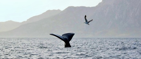 Um cachalote no Estreito de Gibraltar, diante das montanhas do Atlas