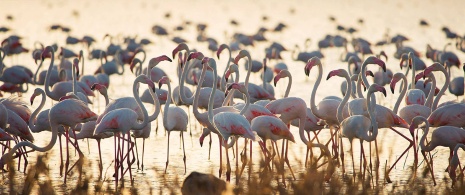 Paludi marittime nel Parco Nazionale di Doñana