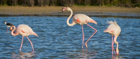 Flamencos en la laguna de Fuente de Piedra en Málaga, Andalucía