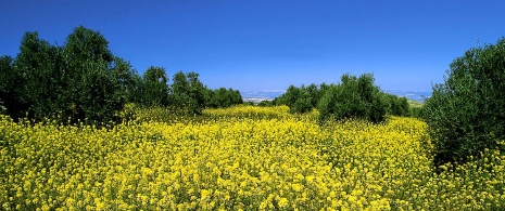 Оливковая роща в горах Сьерра-Махина, Хаэн (Андалусия)