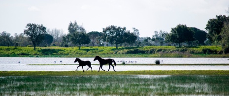 Caballos en el Parque Nacional de Doñana en Huelva, Andalucía