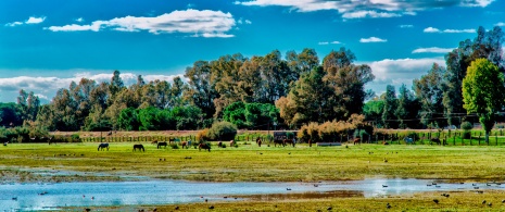 Ansichten des Nationalparks Doñana, Andalusien