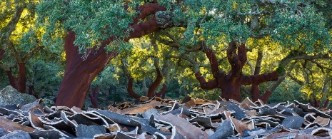 Parque Natural dos Alcornocales, Cádis