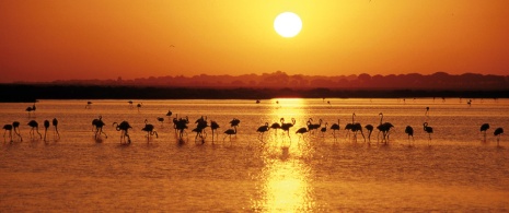 Parc national de Doñana