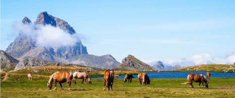 Um grupo de cavalos pastando junto aos Ibones de Anayet, Huesca