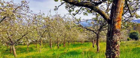 Macieiras em Nava. Comarca da Sidra. Astúrias