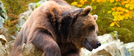 Oso pardo en Asturias