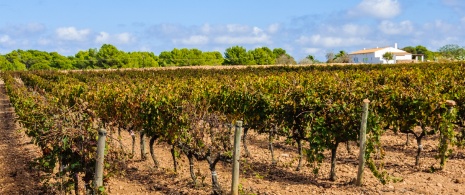 Particolare dei vigneti a Formentera, isole Baleari