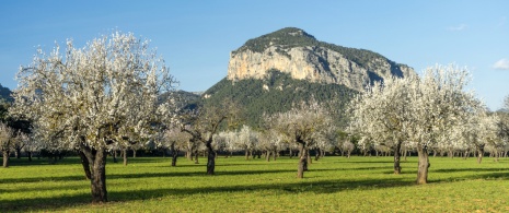 Veduta dei mandorli in fiore nel comune di Alaró a Maiorca, isole Baleari