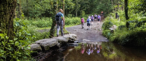 Pilgergruppe auf dem Weg durch einen Wald