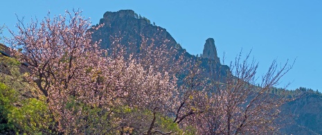 Cherry trees in blossom in Tejeda. Gran Canaria