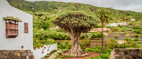 Icod de los Vinos, Teneriffa