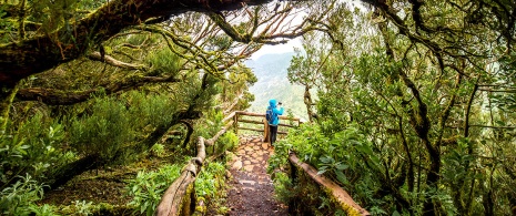 Garajonay National Park, on La Gomera.