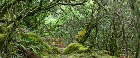 Garajonay National Park, on La Gomera.