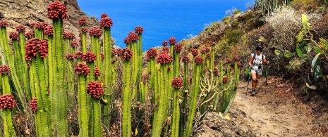 Hiker in Cardones de La Palma, Canary Islands