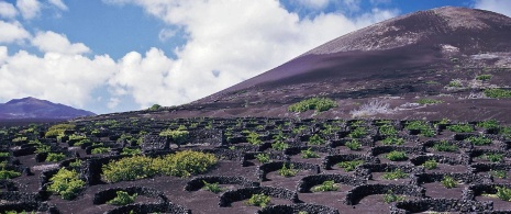 Vignobles à Lanzarote