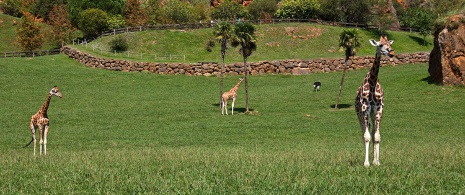 カバルセノ自然公園のキリン