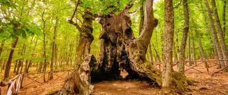 Kastanienhain in El Tiemblo, Provinz Ávila