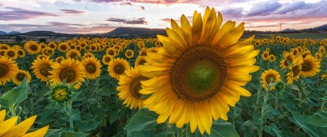 Tournesols dans la province de Burgos