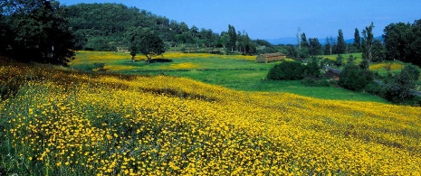 Piornos en Gredos