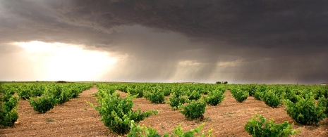 Viñedos en Zamora