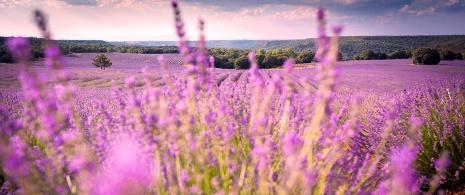 Campos de lavanda em Brihuega. Guadalajara