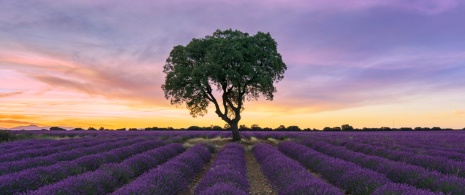 Champs de lavande de Brihuega à Guadalajara, Castille-La Manche