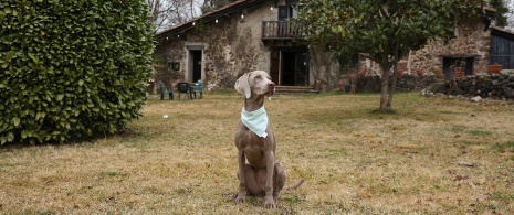 ペット可のカントリーハウスの外にいる犬