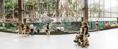 Famiglie che ammirano il bosco tropicale del CosmoCaixa di Barcellona, Catalogna