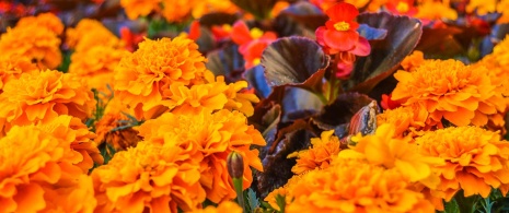  Flores en el Festival Temps de Flors de Girona