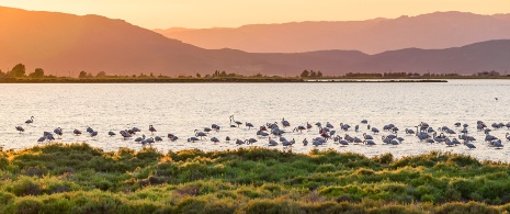 Sonnenuntergang im Naturpark Delta del Ebro, Tarragona