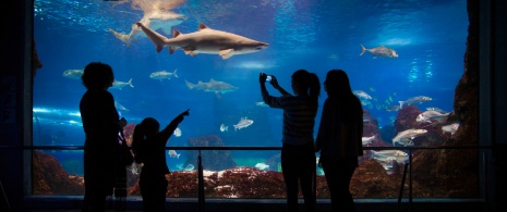 カタルーニャ州バルセロナ市のバルセロナ海洋水族館を訪れる観光客